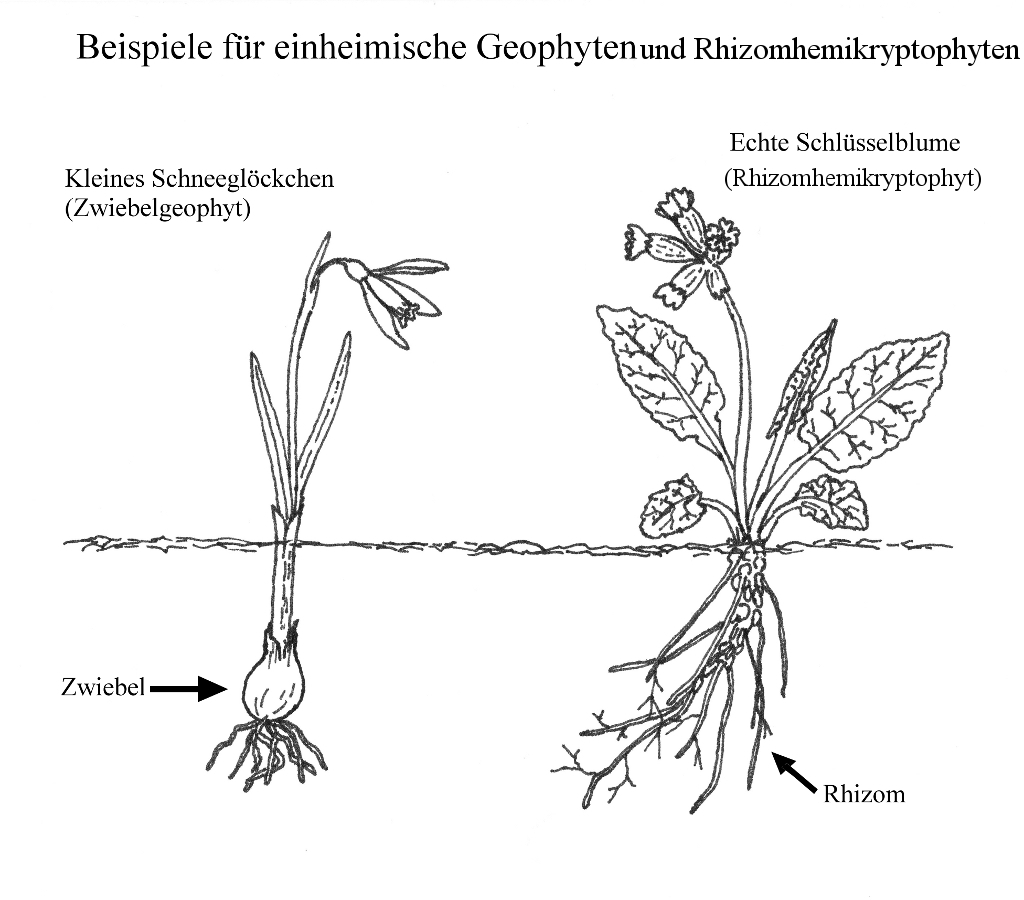 Geophyt
