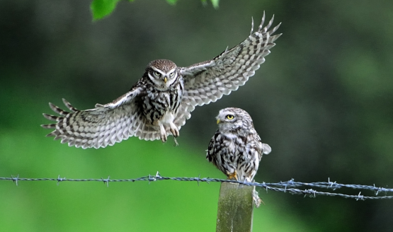 Auf lautlosen Schwingen durch die Nacht - unsere Kölner Eulen