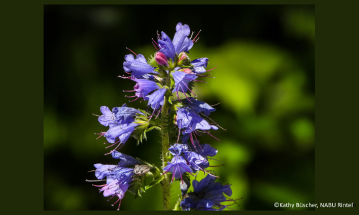 [Fällt leider aus!] Praxisbericht über die Wildpflanzenproduktion